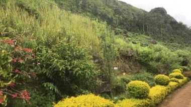 Ella, Sri Lanka, yol boyunca güzel çalılar.