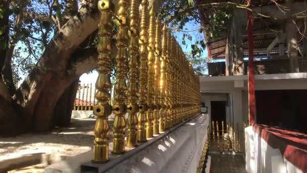 Kandy, Sri Lanka, Teil eines heiligen Baumes — Stockvideo