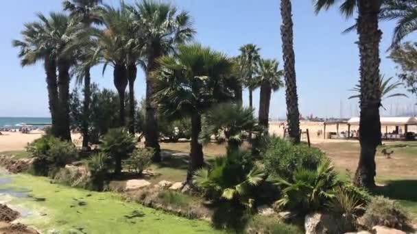 Cambrils, España, Un grupo de palmeras junto a un árbol — Vídeo de stock