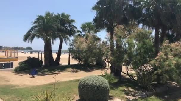 西班牙寒武纪，在一棵树旁的一组棕榈树 — 图库视频影像