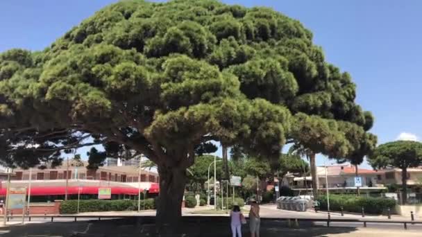 Cambrils, Spanyolország, 2019. június 25.: Egy nagy fa — Stock videók