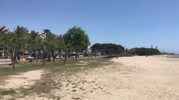 Cambrils, İspanya sahilde bir grup palmiye ağacı. — Stok video