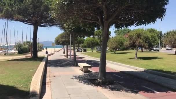 Cambrils, Spanyolország, Egy fa a parkban — Stock videók