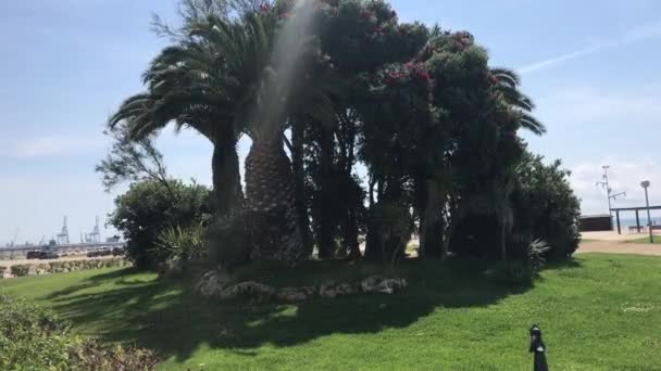 La-Pineda, Spain, A large tree in a grassy yard — Stock Video