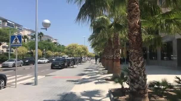 La-Pineda, Spanien, En grupp palmer vid sidan av en väg — Stockvideo