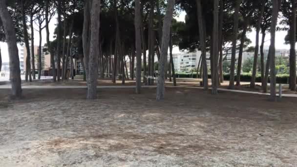 La-Pineda, España, Un grupo de palmeras junto a un árbol — Vídeos de Stock