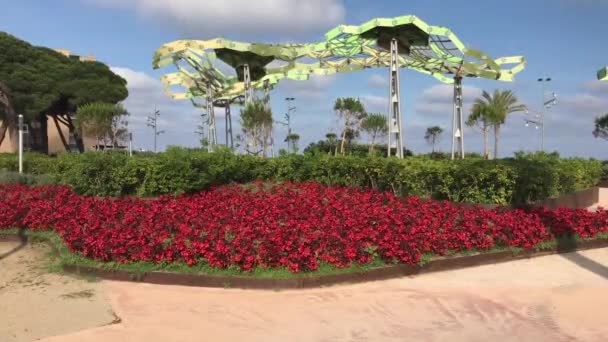 La-Pineda, España, Un árbol frente a una palmera — Vídeos de Stock