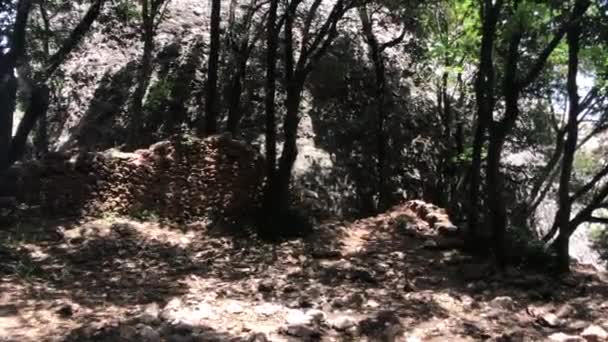 Montserrat, Spanyolország, Egy fa az erdő közepén — Stock videók