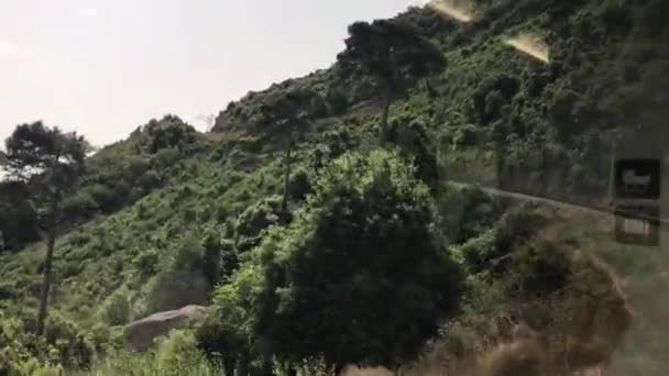 Montserrat, Spagna, Un albero in una foresta — Video Stock