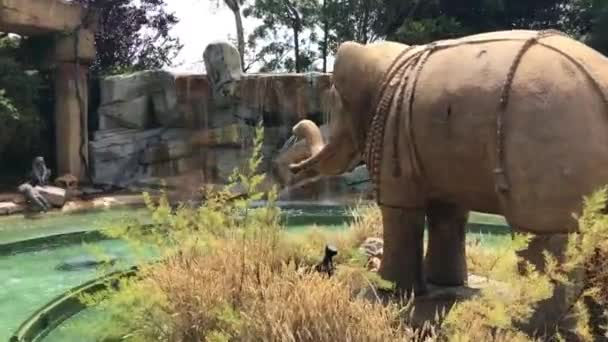 Salou, Espagne, Un éléphant qui se tient dans l'herbe — Video