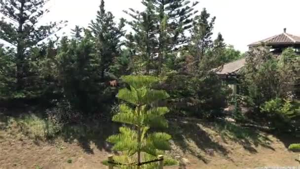 Salou, Spagna, Un albero sul lato di un edificio — Video Stock