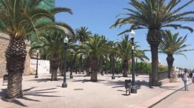 Tarragona, İspanya, Kaldırımda bir palmiye ağacı