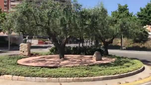 Таррагона, Испания, Большое дерево в парке — стоковое видео