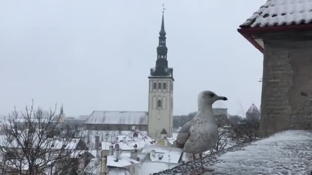 Tallin, Estonia, Ptak stojący przed budynkiem — Wideo stockowe
