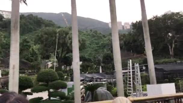 香港、中国、ヤシの木のグループ — ストック動画