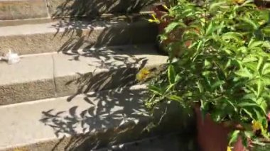 Hong Kong, Çin, Bir ağaca yakın çekim