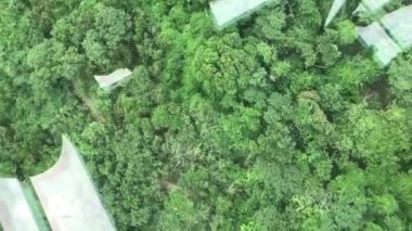 Hong Kong, Çin, Büyük yeşil bir ağaç