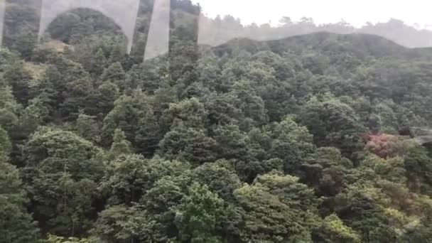 Hongkong, China, Ein Baum mit einem Berg im Hintergrund — Stockvideo