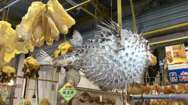 Hong Kong, China, Un grupo de animales de peluche en exhibición en una tienda — Vídeos de Stock