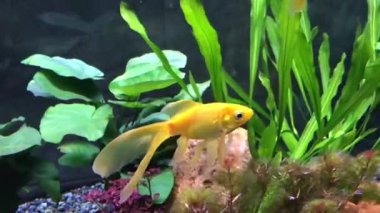 Hong Kong, Çin Masada oturan bir kuş