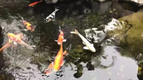 Hong Kong, China, Um pássaro nadando na água — Vídeo de Stock