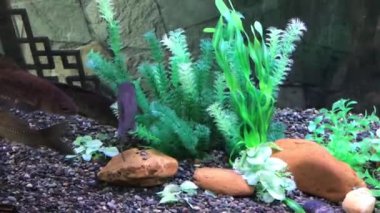 Hong Kong, Çin, Bir bahçeye yakın çekim