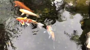 Hong Kong, Çin, Suyun altında yüzen bir balık