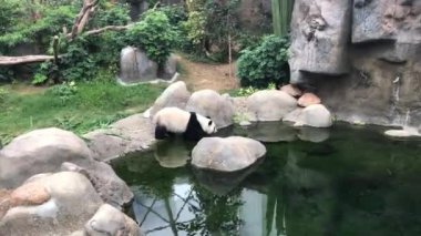 Hong Kong, Çin, Hayvanat bahçesindeki kutup ayısı