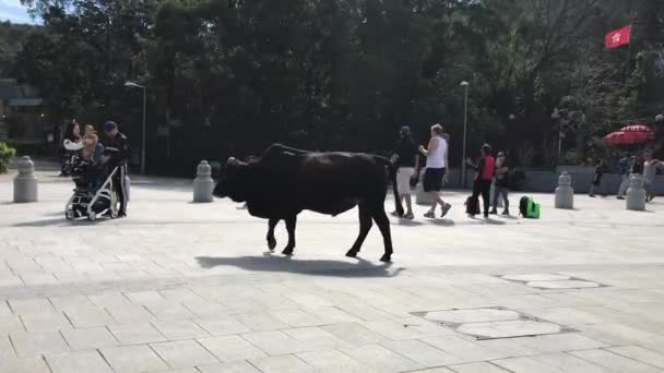 ฮ่องกง จีน 20 พฤศจิกายน ค.ศ. 2016: วัวเดินไปตามถนน — วีดีโอสต็อก