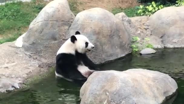 Hong Kong, Čína, panda medvěd sedí na skále v jezírku vody — Stock video