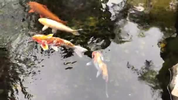 Hong Kong, China, Een vis zwemmen onder water — Stockvideo