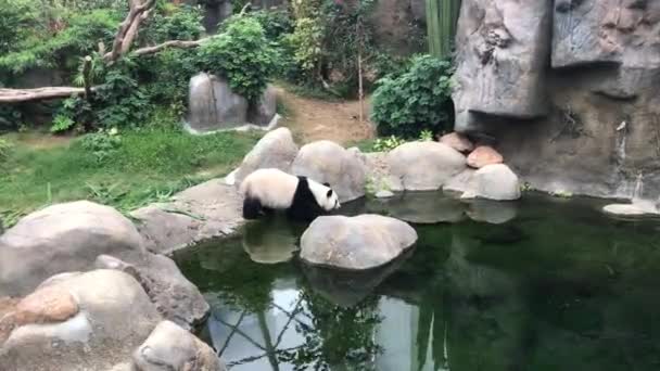Hong Kong, Čína, lední medvěd v zoologické zahradě — Stock video