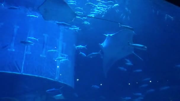 Hong Kong, China, Aquarium with stingrays — Stock Video