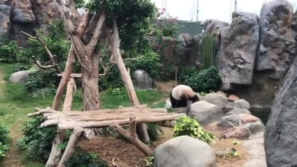 Hong Kong, Kina, En liten elefant som står på en klippa — Stockvideo