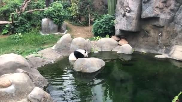 香港、中国、ホッキョクグマのグループは、水のプールで泳ぐ — ストック動画