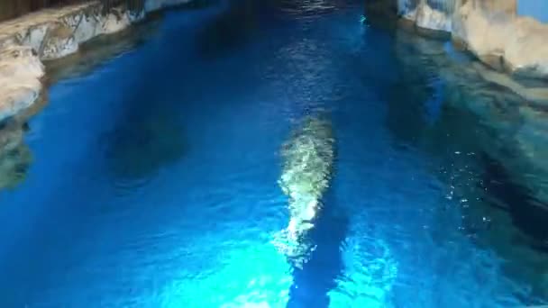 Hong Kong, Cina, Una persona che nuota in una piscina d'acqua — Video Stock
