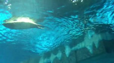 Hong Kong, Çin, suda yüzen bir kuş.