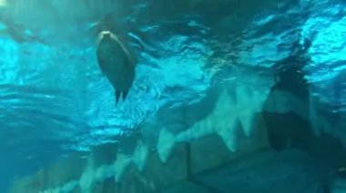 Hong Kong, Çin, suda yüzen bir hayvan.