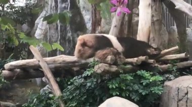 Hong Kong, Çin, bir kayanın üzerinde oturan bir panda