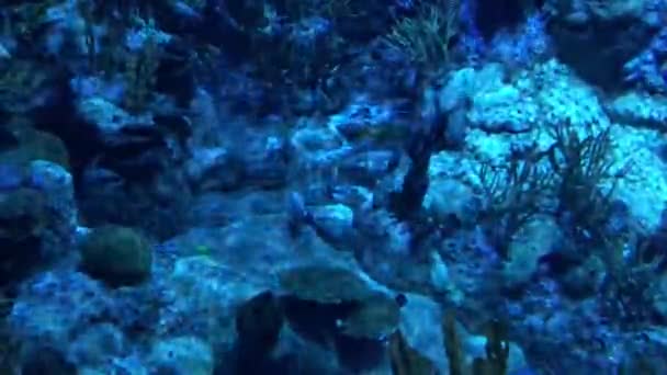 Hong Kong, Chine, Vue sous-marine d'une piscine Séquence Vidéo