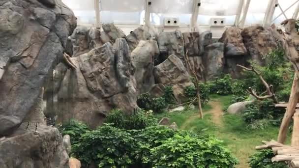 Hong Kong, Cina, Una grande roccia in un recinto dello zoo — Video Stock