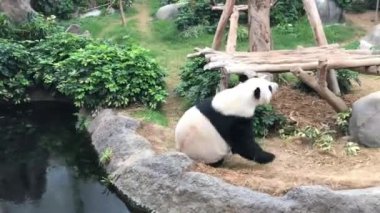 Hong Kong, Çin, bir kayanın üzerinde oturan bir panda