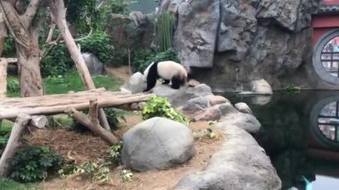 Hong Kong, Çin, hayvanat bahçesindeki bir panda