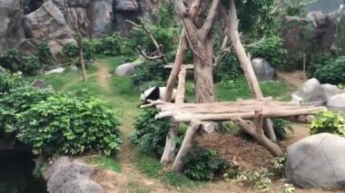 Hong Kong, Çin, bir grup palmiye ağacı.