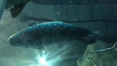 Hong Kong, Çin, Suyun altında yüzen bir balık