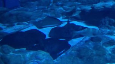 Hong Kong, Çin, Suyun altında yüzen bir balık