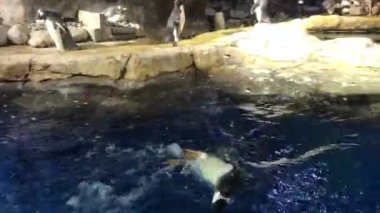 Hong Kong, China, A polar bear swimming in a body of water