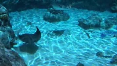 Hong Kong, Çin, Suyun altında yüzen bir balık