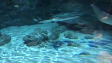 Hong Kong, Çin, Suyun altında yüzen bir balık