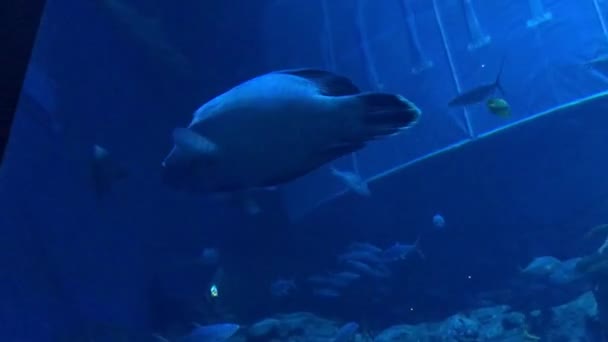 Χονγκ Κονγκ, Κίνα, Ένα ψάρι που κολυμπάει κάτω από το νερό — Αρχείο Βίντεο